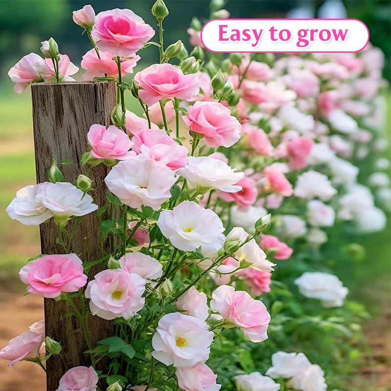 Gemischte Lisianthus-Samen – Einfach zu ziehen