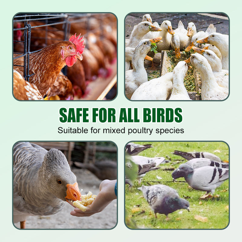 Geflügelfutterzusatz gegen Federpicken für Hühner