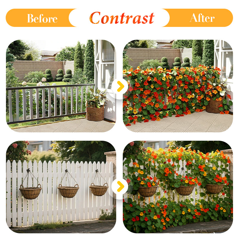 Kapuzinerkressesamen zum Pflanzen