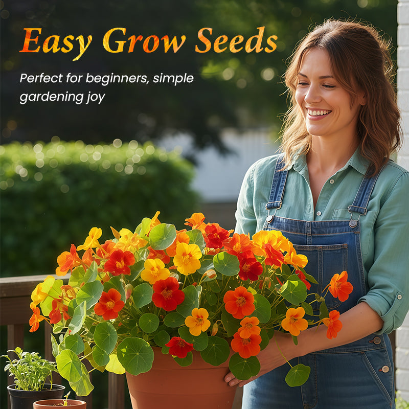 Kapuzinerkressesamen zum Pflanzen