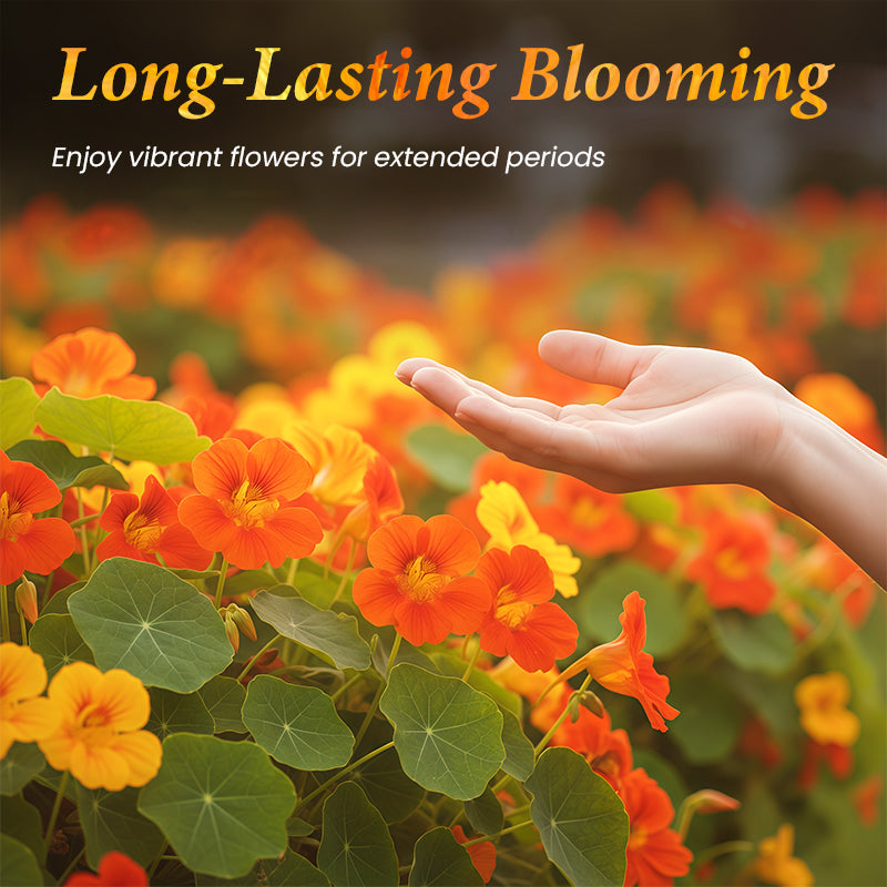 Kapuzinerkressesamen zum Pflanzen