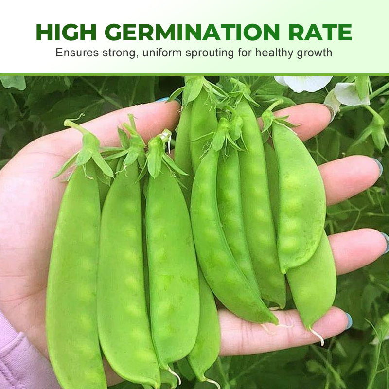 Süße, knackige Zuckererbsensamen