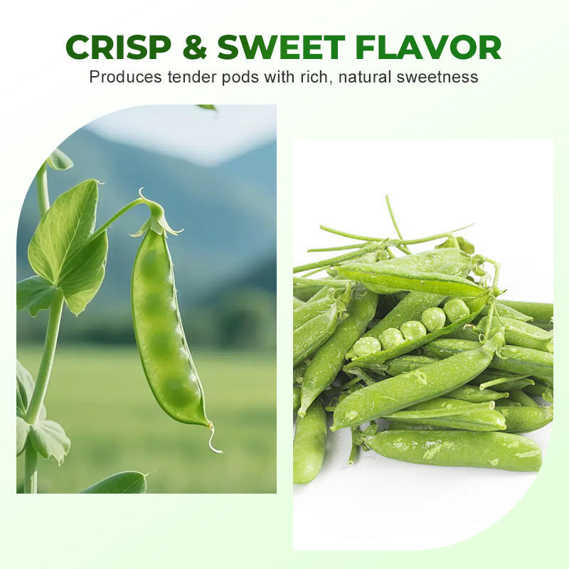 Süße, knackige Zuckererbsensamen