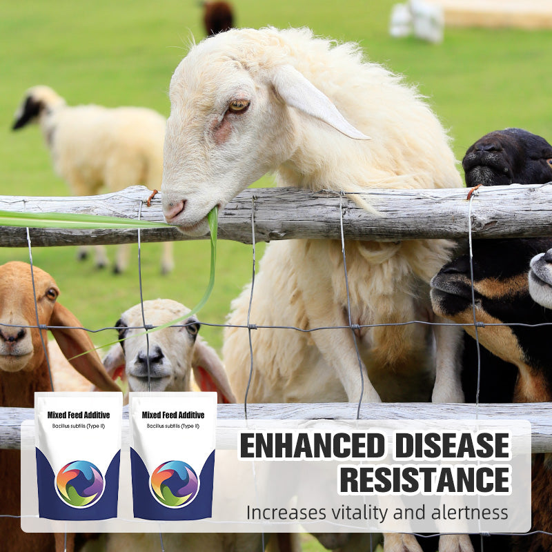 ✨Probiotischer & enzymatischer Futterzusatz🔥🔥🔥