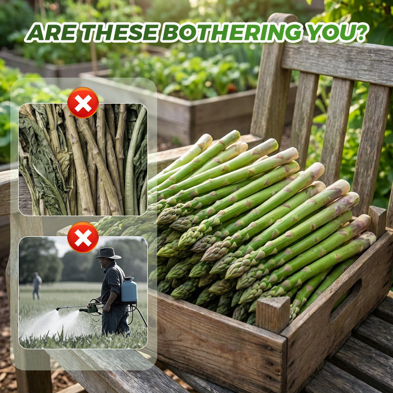 Hochwertige grüne Spargelsamen für den Hausgarten